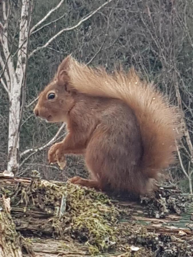 Faichemard Farm Chalets Invergarry Eksteriør bilde